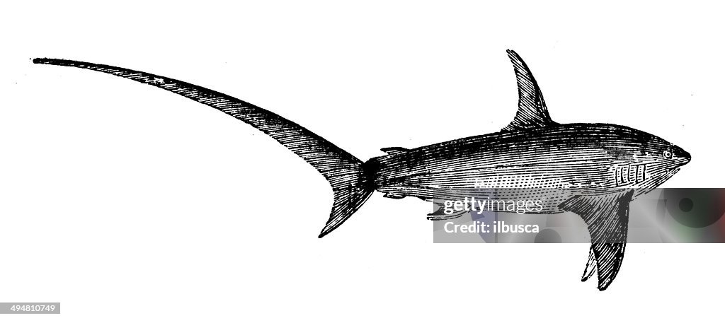 Antique illustration of common thresher or fox shark (Alopias vulpinus)