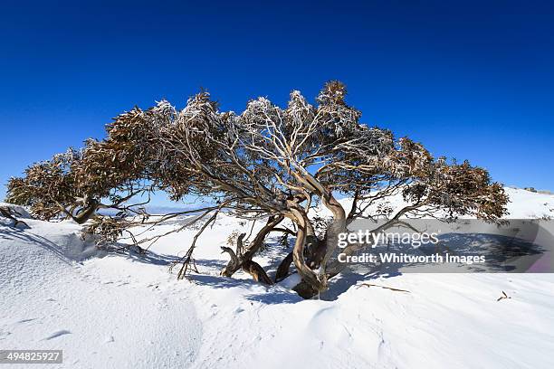 snow gum - snow gums stock pictures, royalty-free photos & images