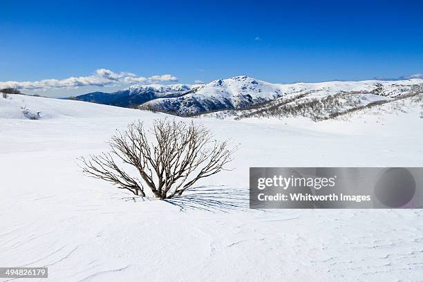 bogong high plains - snow gums stock pictures, royalty-free photos & images