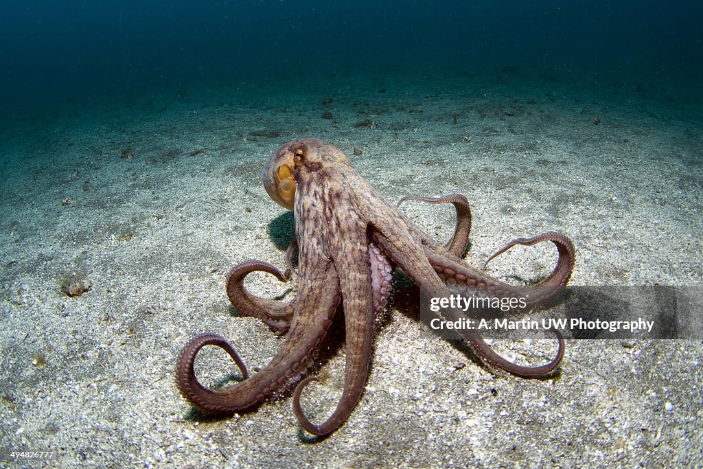 Octopus