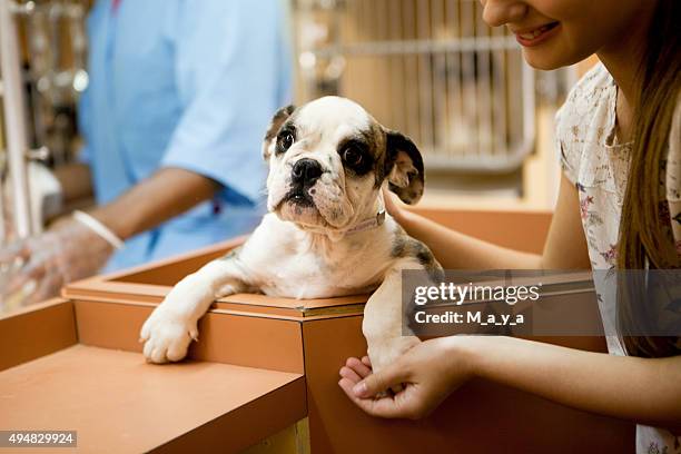 en el animal aprobación centre - adopción fotografías e imágenes de stock
