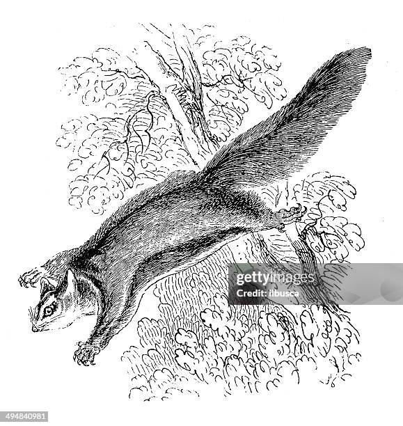 bildbanksillustrationer, clip art samt tecknat material och ikoner med antique illustration of flying squirrel - flygekorre