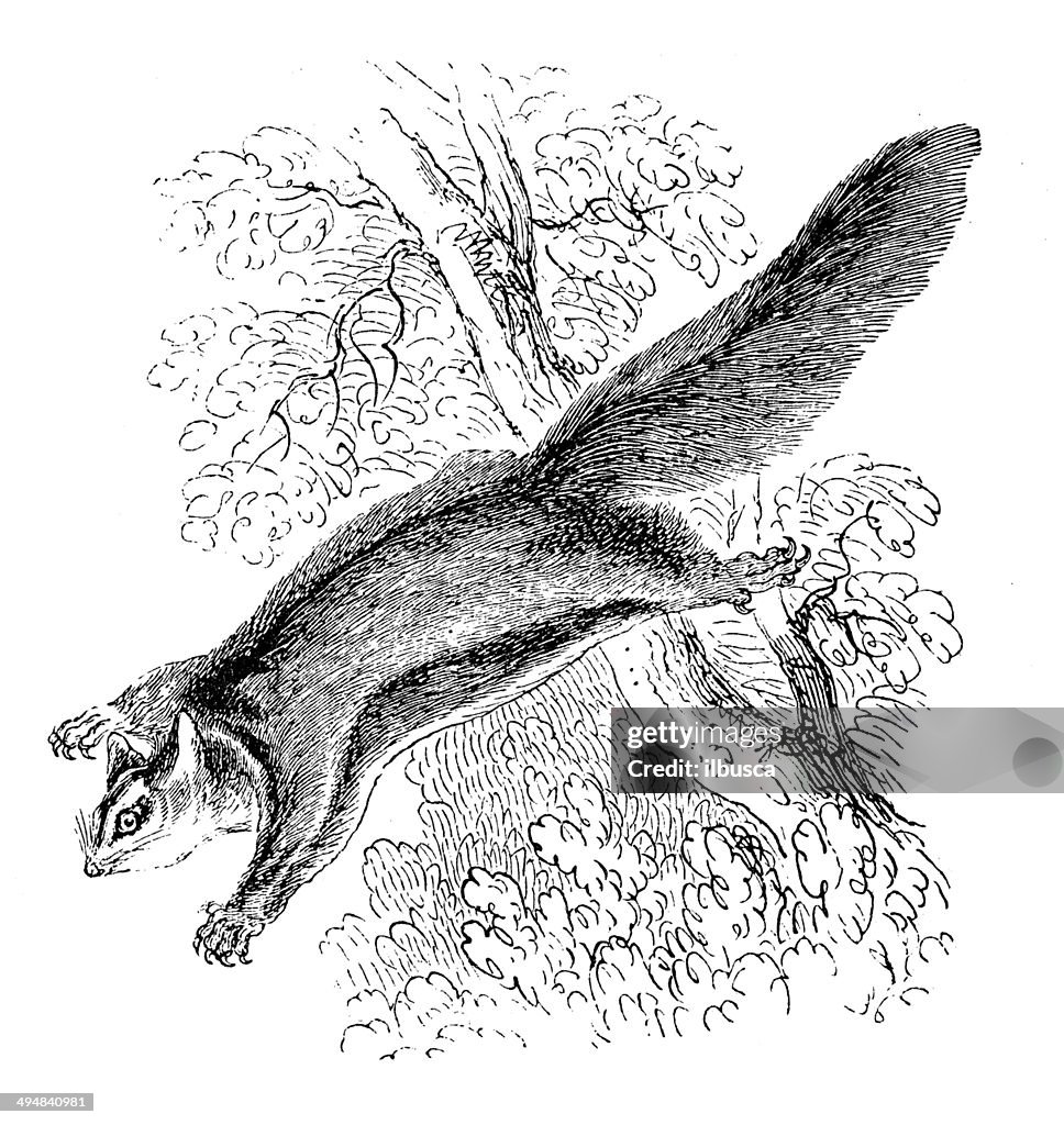 Antique illustration of flying squirrel