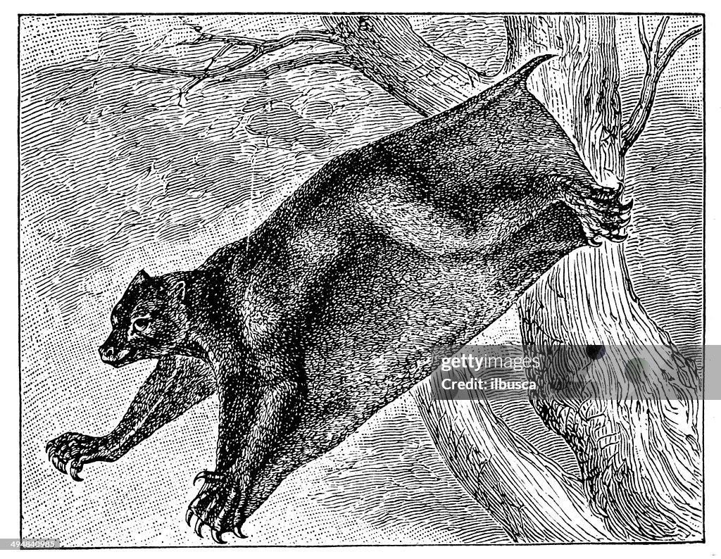 Antique illustration of flying lemur