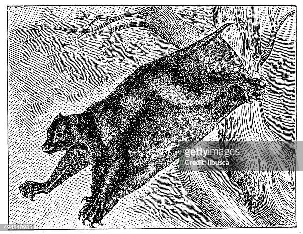 antique illustration of flying lemur - colugo stock illustrations