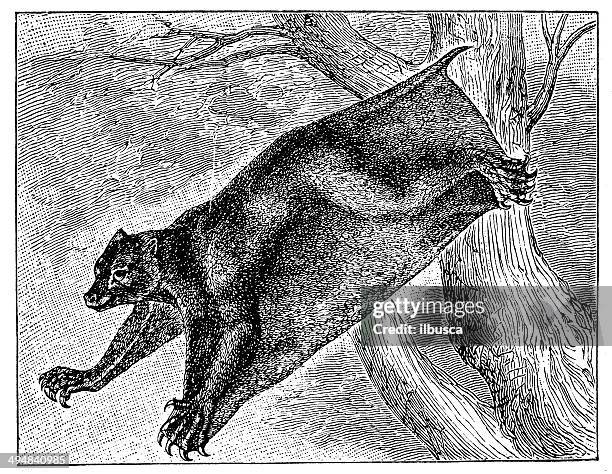 antique illustration of flying lemur - colugo 幅插畫檔、美工圖案、卡通及圖標