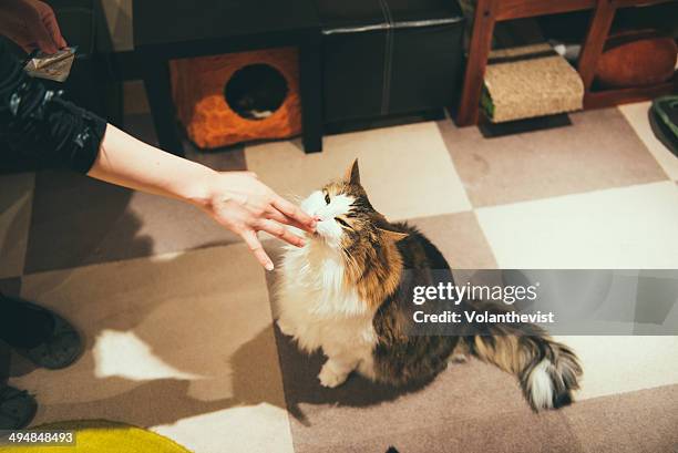 woman feeding a cute long hair cat in a neko cafe - cat cafe foto e immagini stock