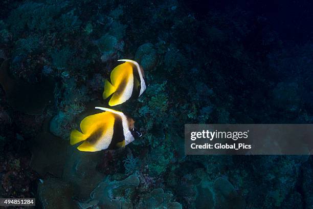 butterfly fish in palau, micronesia - pacific double saddle butterflyfish stock pictures, royalty-free photos & images