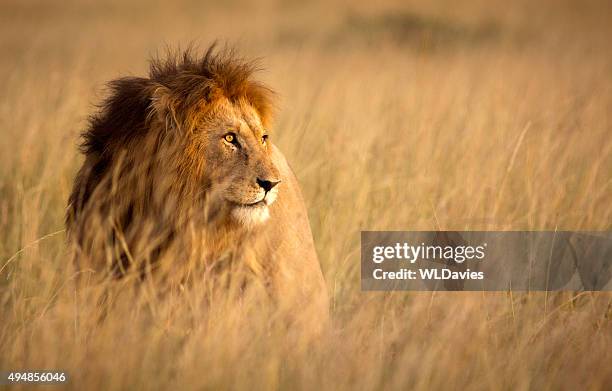 lion in hohem gras - grassland stock-fotos und bilder