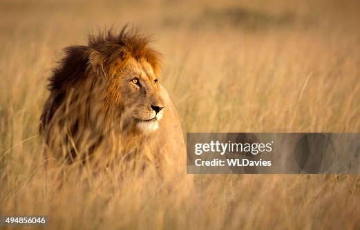 Lion de l'herbe Lion de l'herbe
