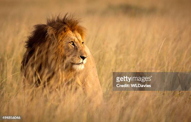 lion in high grass - savanah landscape stockfoto's en -beelden