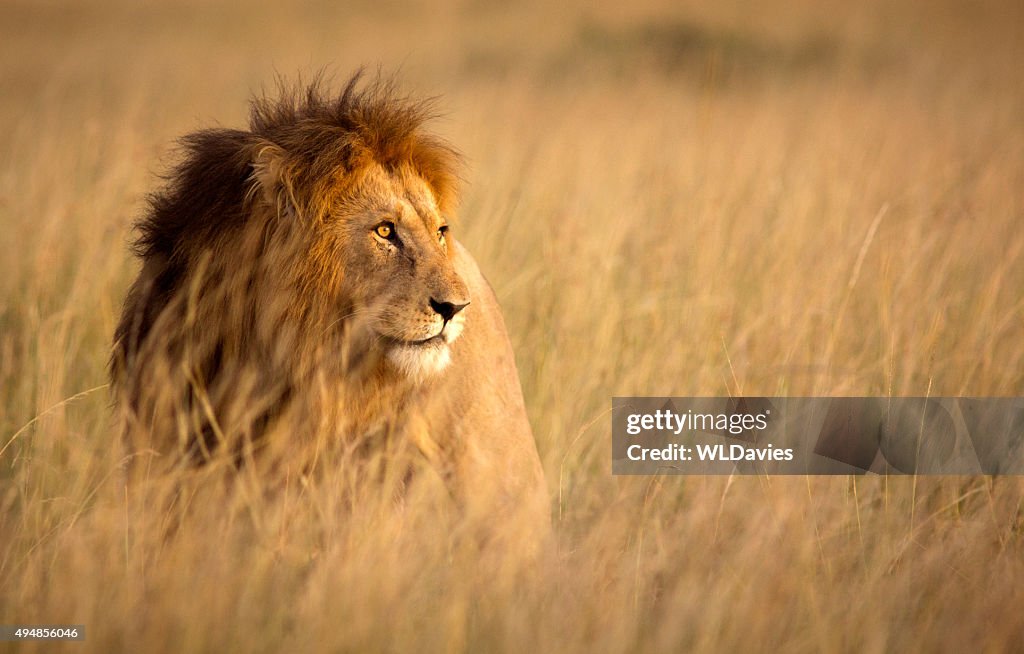 Lion in high grass