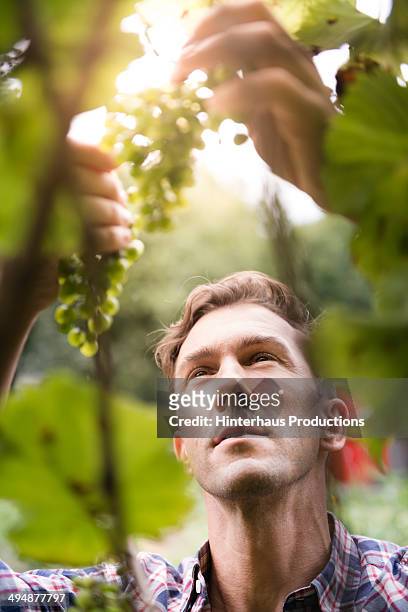 vintner checking vine grapes - wine making stock pictures, royalty-free photos & images