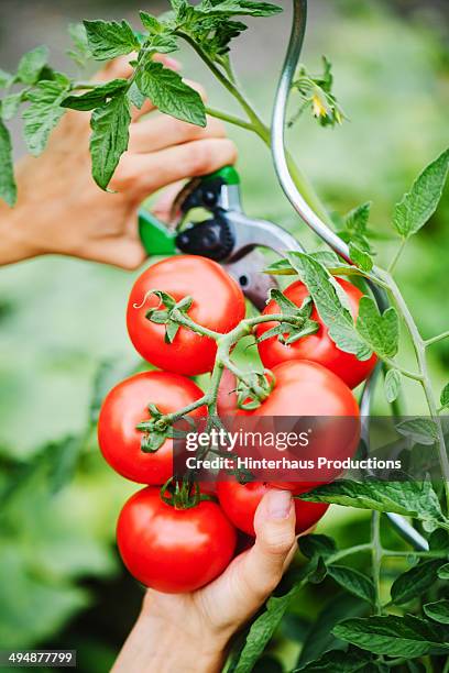 harvesting tomatoes - snoeischaar stockfoto's en -beelden