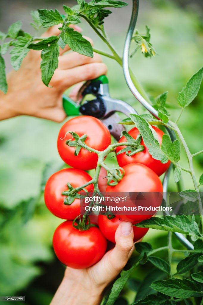 Harvesting Tomatoes