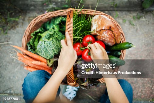Hands Of A Girl With Harvested Vegetable Hands Of A Girl With Harvested Vegetable