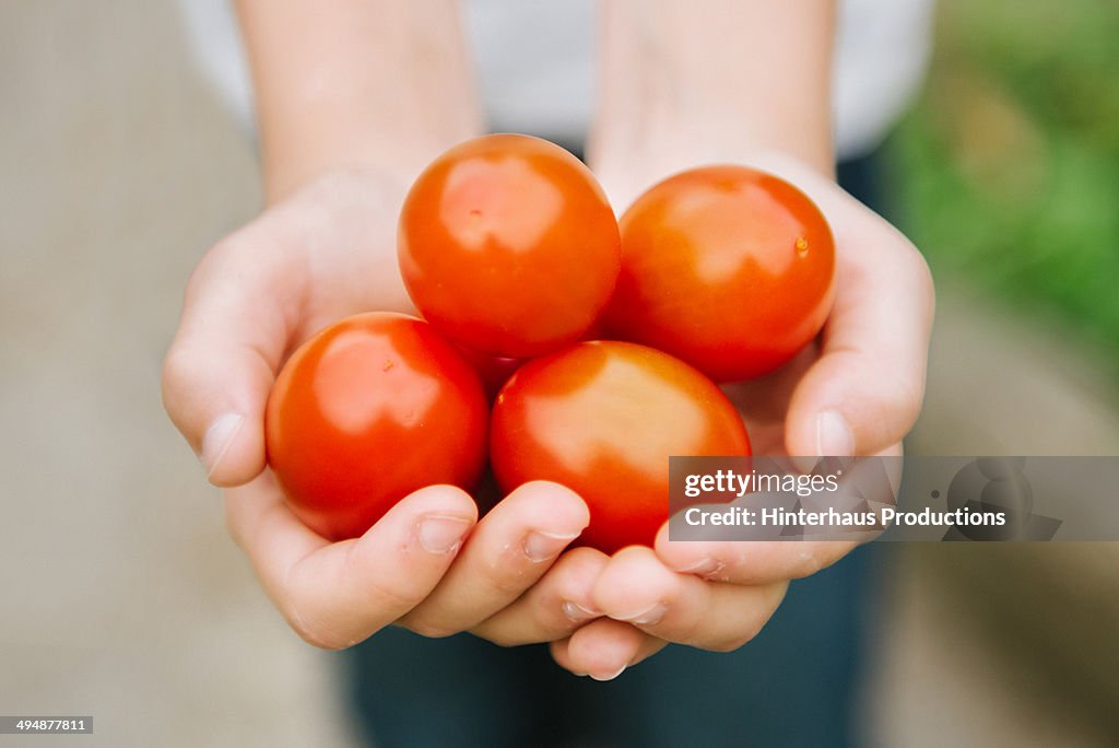 Hands Of A Girl With Fresh Tomatoes