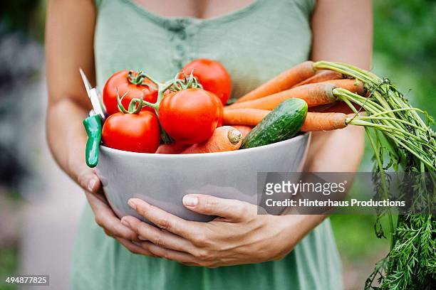 woman with fresh harvest - tomato harvest ストックフォトと画像