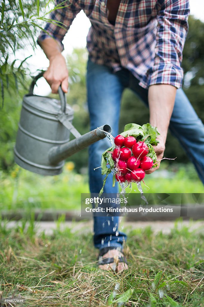 Man Washing Radish