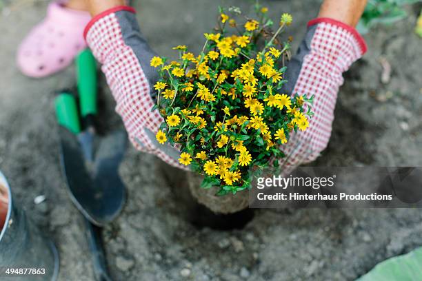 woman planting in garden - tuinhandschoen stockfoto's en -beelden