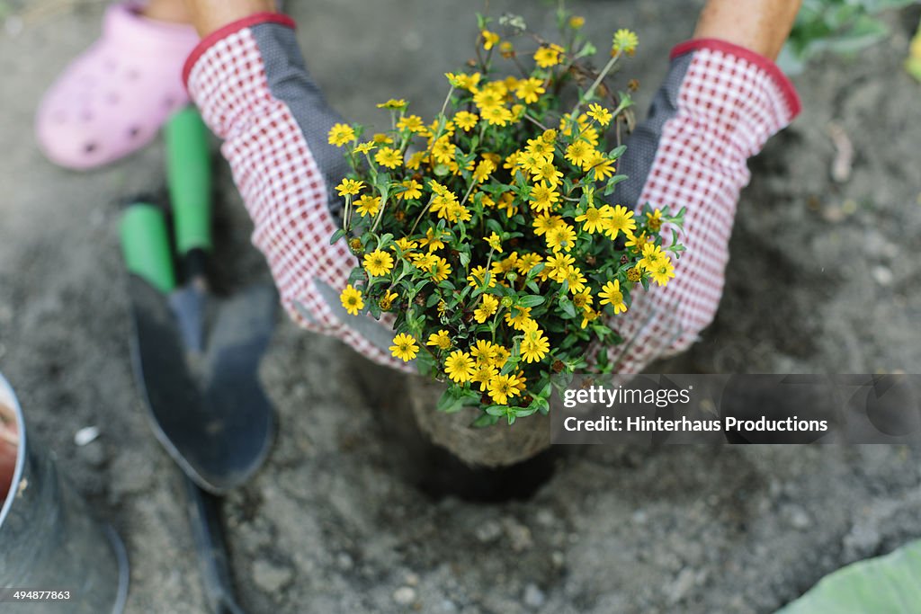 Woman Planting In Garden