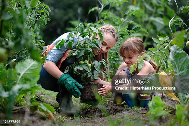 sisters working in a garden - gärtnern stock-fotos und bilder