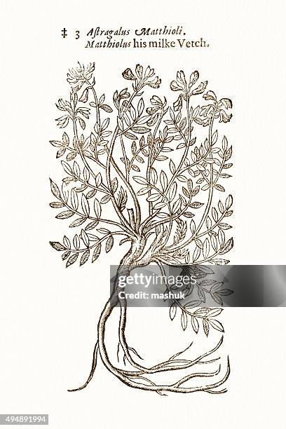 astragalus plant 17 century botanical - astragalus stock illustrations