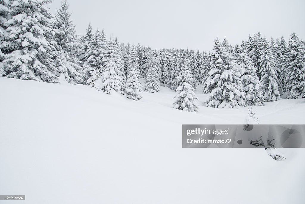 Winter Landscape with Snow and Trees