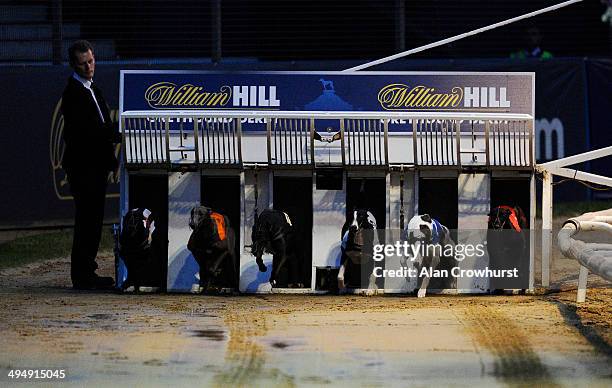 Salad Dodger breaks from the traps to win The William Hill Greyhound Derby at Wimbledon Stadium on May 31, 2014 in Wimbledon, England.