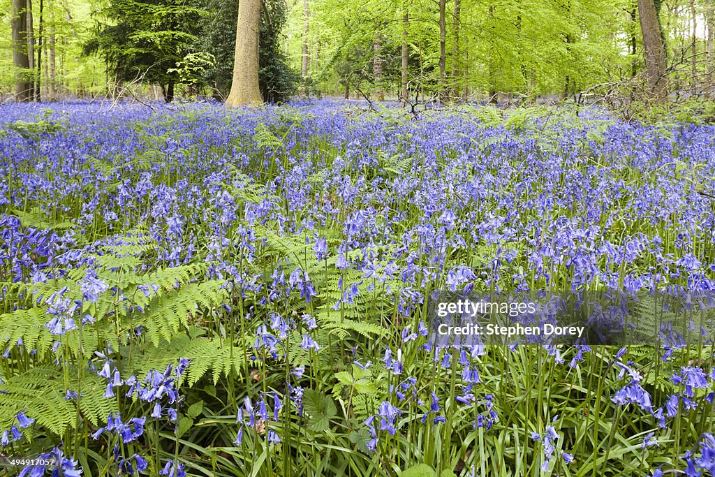 Bluebells - Forest of Dean, Gloucestershire UK