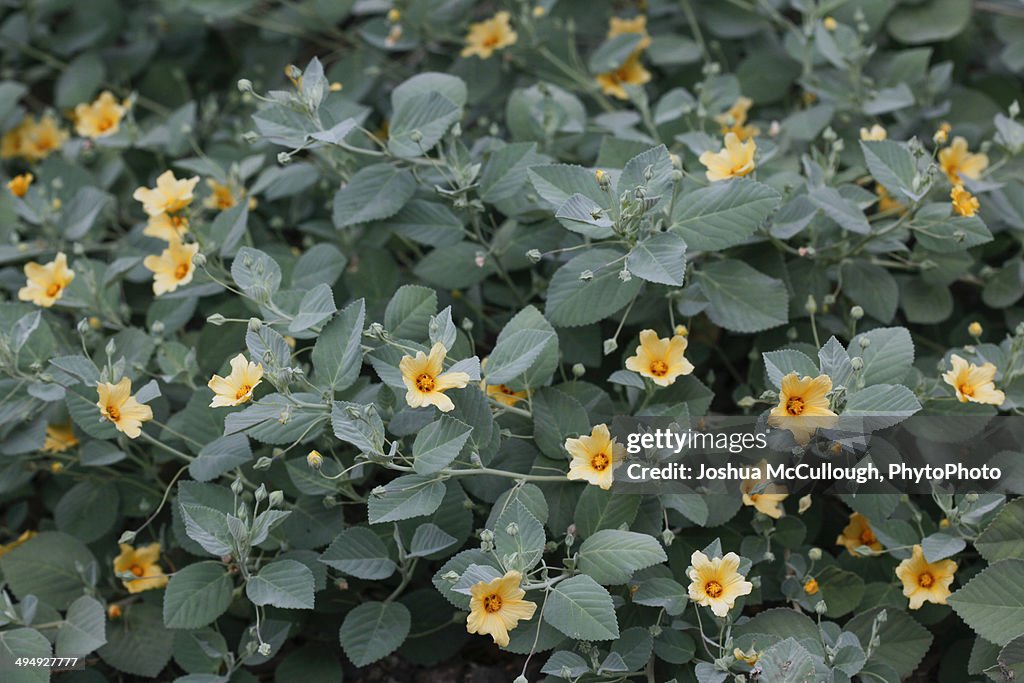 'Ilima plant, Sida fallax