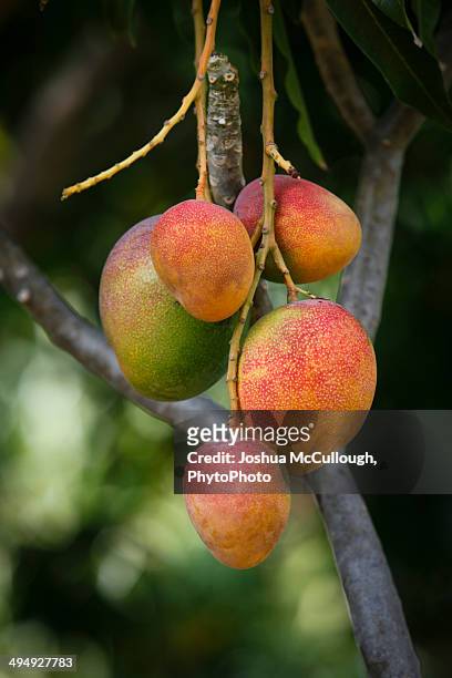 ripe mango fruit, mangifera indica - mango tree stock-fotos und bilder