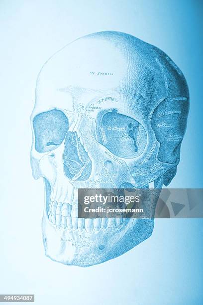 human skull - people soft focus stock illustrations