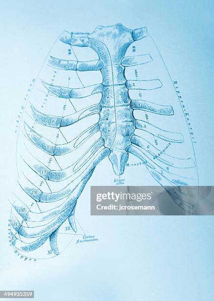 Floating Rib Numbers Floating Rib Photos and Premium High Res Pictures - Getty Images