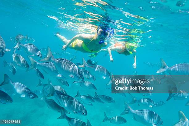 snorkelling in the caribbean sea - fish barbados stock pictures, royalty-free photos & images