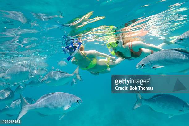 snorkeling in the caribbean sea - barbados stock pictures, royalty-free photos & images