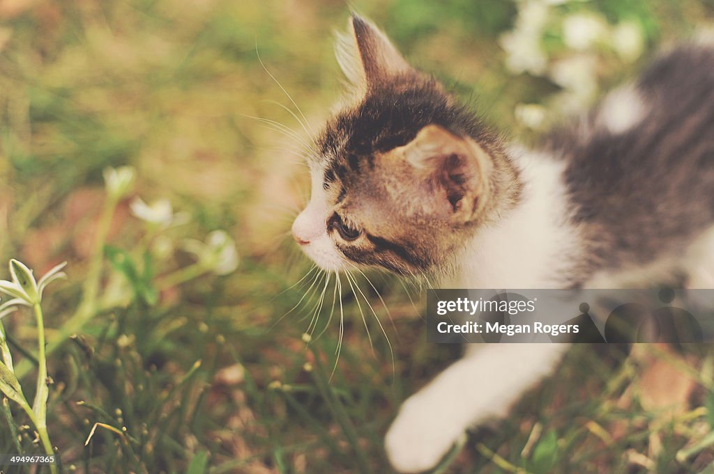 Kitten among flowers