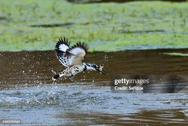 in a split seconed - pied kingfisher ceryle rudis stock pictures, royalty-free photos & images
