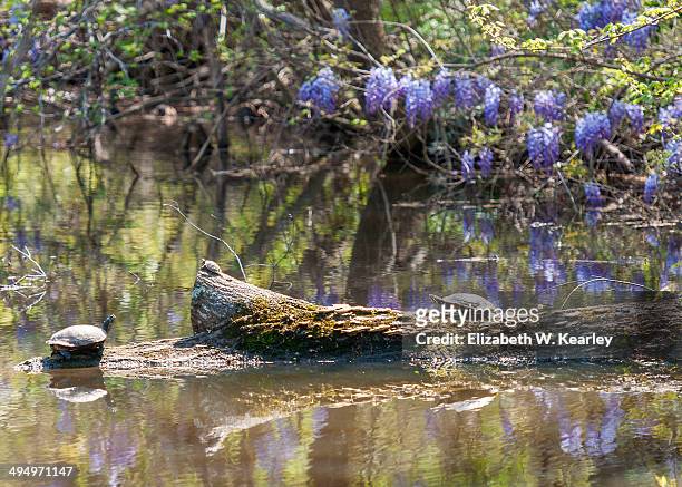turtles in neighborhood lake - charlotte north carolina spring stock pictures, royalty-free photos & images