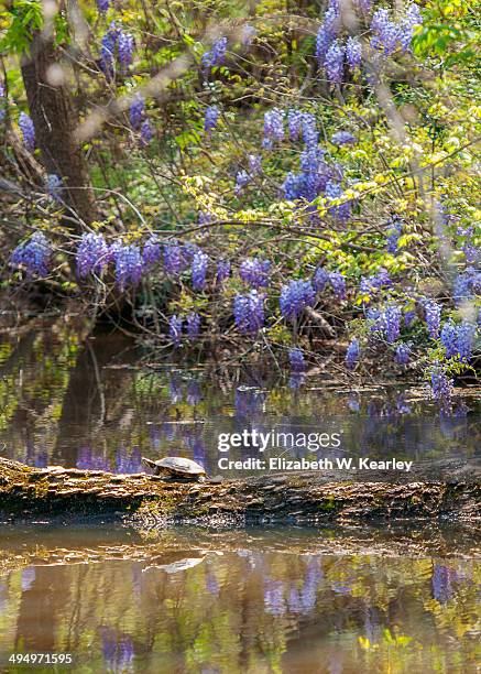 turtle on log - charlotte north carolina spring stock pictures, royalty-free photos & images