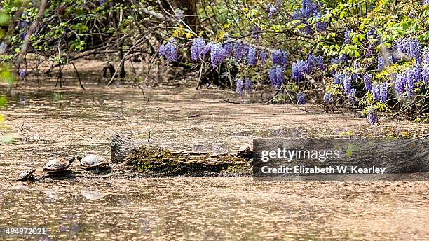 turtles on a log - charlotte north carolina spring stock pictures, royalty-free photos & images