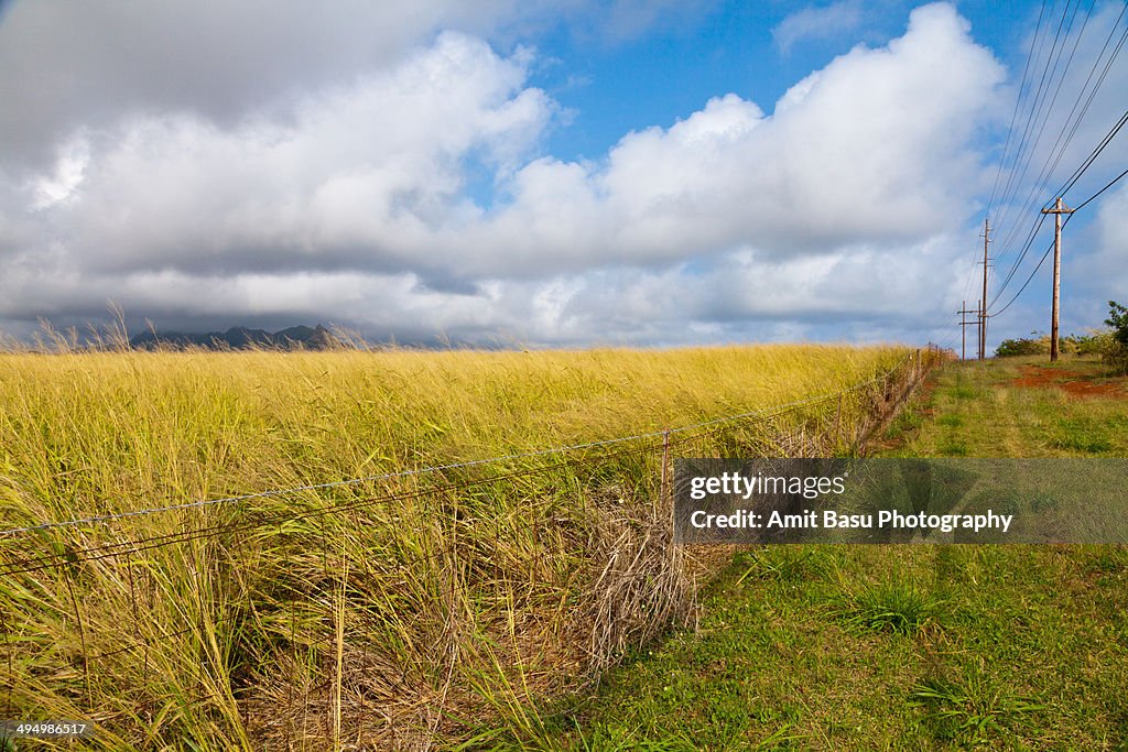 Field with golden yellow grass