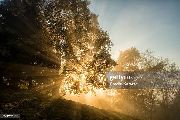 light beams through the trees in the wood - tree roots stock pictures, royalty-free photos & images