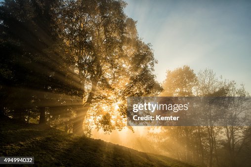 Light beams through the trees in the wood Light beams through the trees in the wood