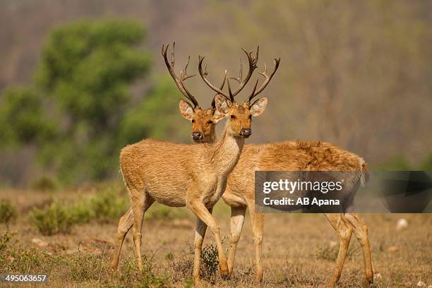 Barasinghs Images 99 Barasingha Deer Stock Photos, High-Res Pictures, and Images - Getty ...