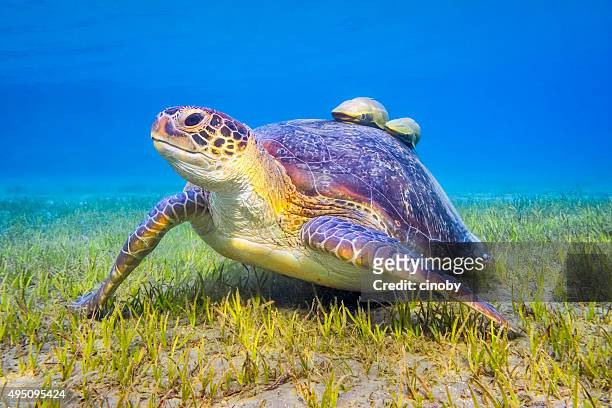 green sea turtle near marsa alam , egypt - cute fish stock pictures, royalty-free photos & images