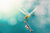 Beautiful dragonfly and blur bokeh background