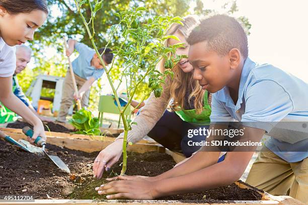 insegnante instrucing studenti mentre giardinaggio in classe di scienze - gardening foto e immagini stock