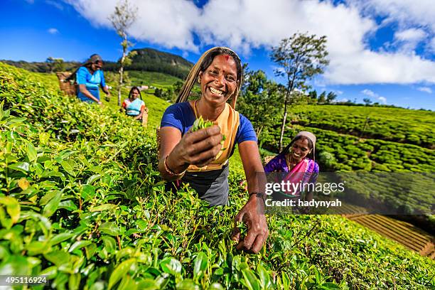 tamil women plucking tea leaves on plantation, ceylon - sri lanka tea plantation stock pictures, royalty-free photos & images