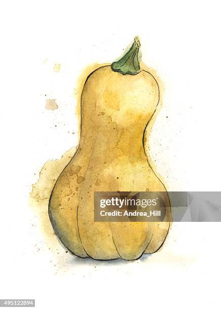 butternut squash painted with watercolor - butternut squash stock illustrations